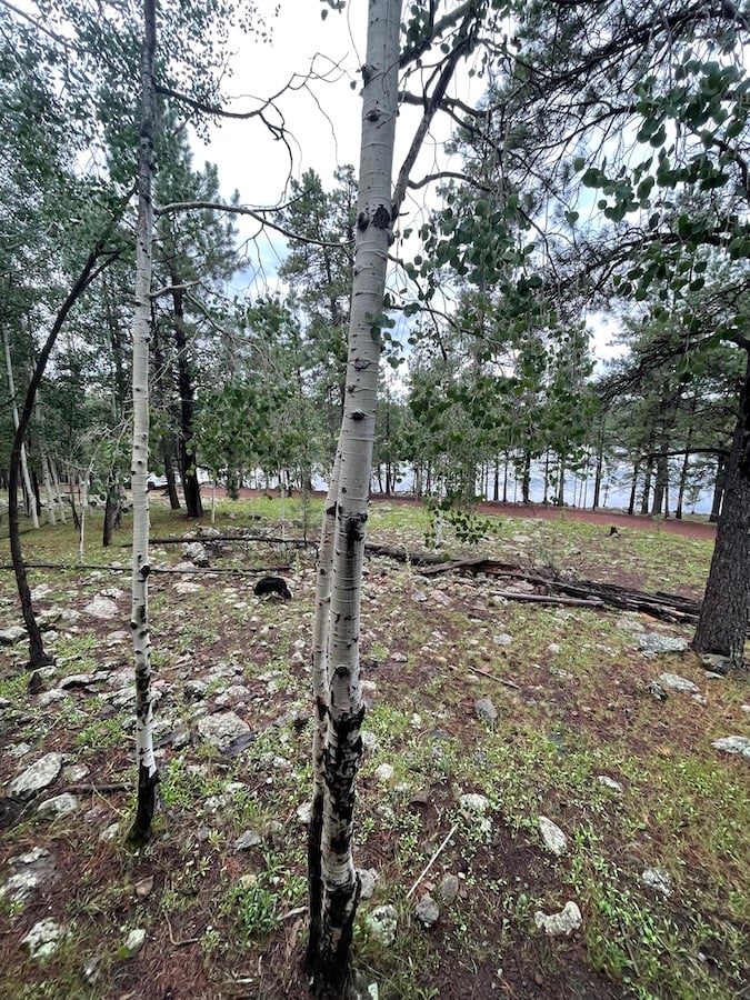 Jesse's photo of a camping trip in northern Arizona.