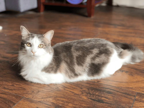 Michelle's cat, Chacha.