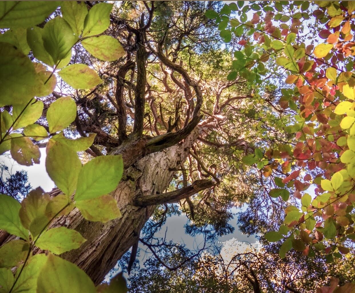 Click Through Reads #26: Google Local Ads Testing, API Messenger for Instagram