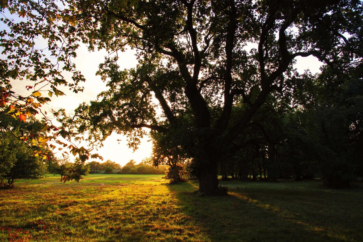 Click Through Reads #20: Microsoft Audience Network Updates, and Expanded Text Ad Fade Out?